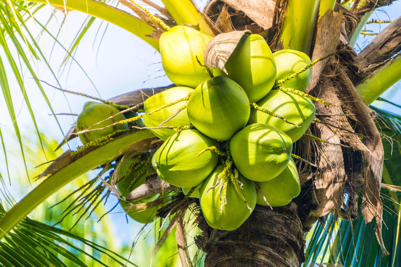 Coconut fruit on tree