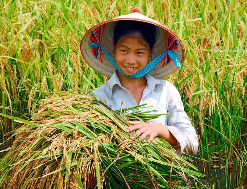Woman picking rice plants